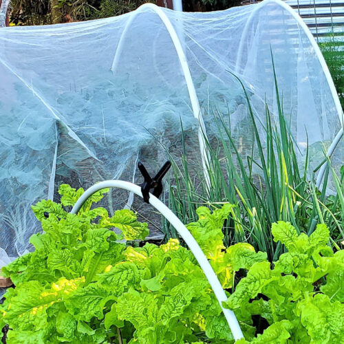 Pest exclusion  nets are an organic  gardener’s best friend.